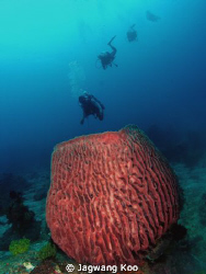 pot coral and divers by Jagwang Koo 